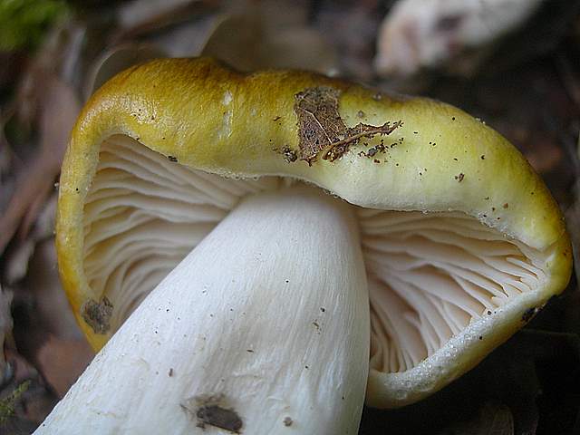 Tricholoma clavocystis